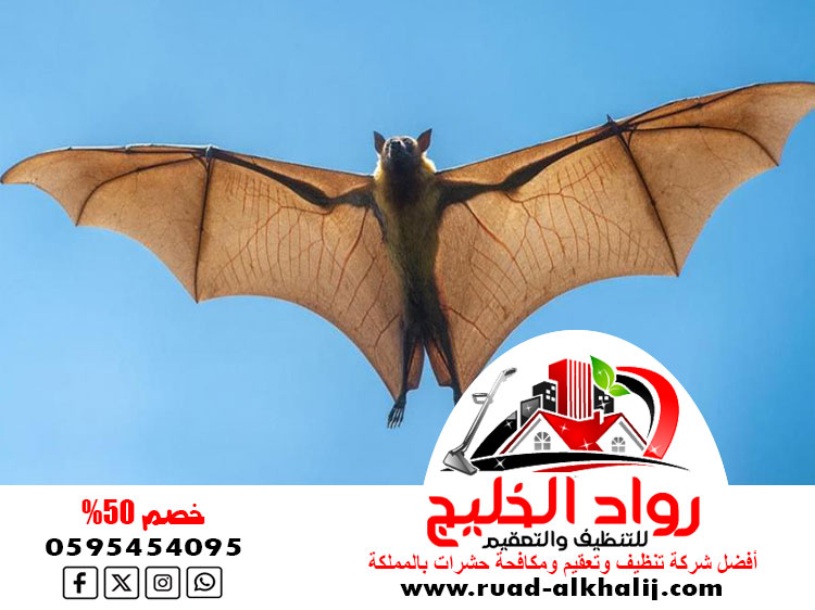 شركة مكافحة الخفافيش بمكة