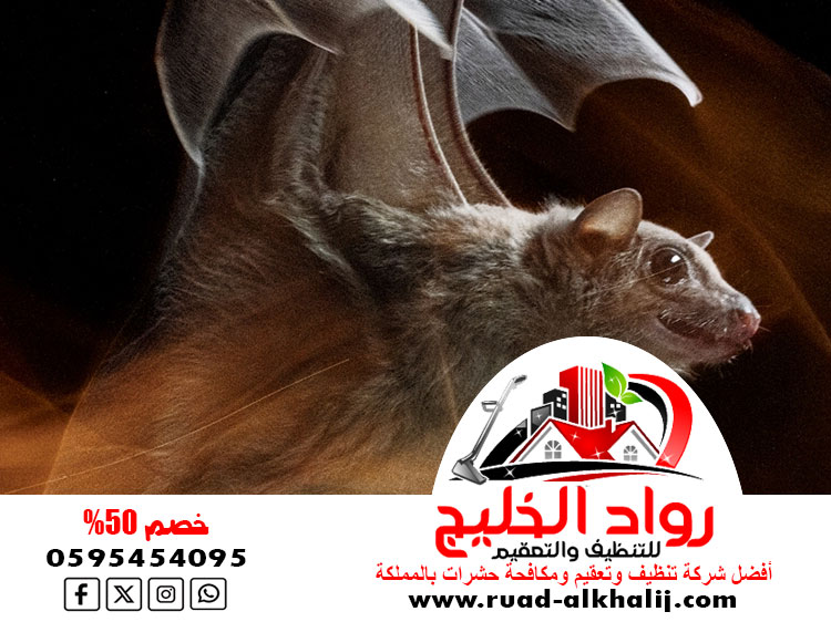 شركة مكافحة الخفافيش بمكة