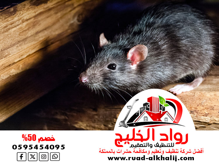 شركة مكافحة الفئران بالطائف