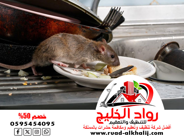 شركة مكافحة الفئران بالطائف