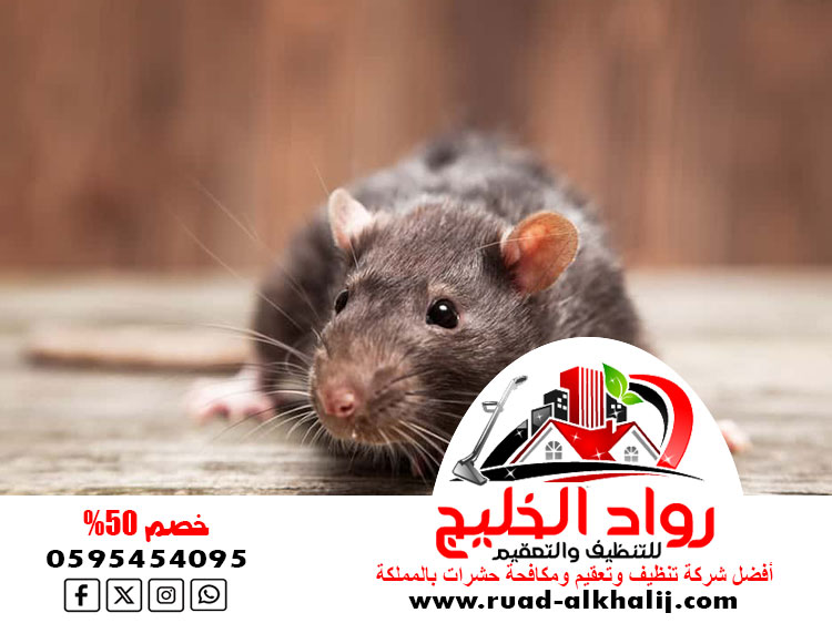 شركة مكافحة الفئران بالطائف