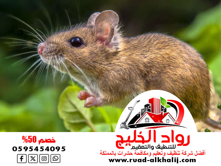شركة مكافحة الفئران بالليث