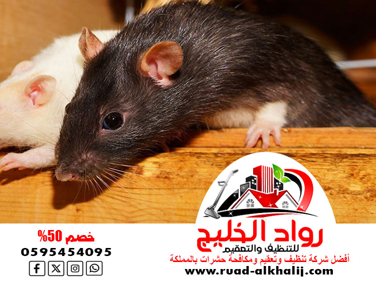 شركة مكافحة الفئران بالليث