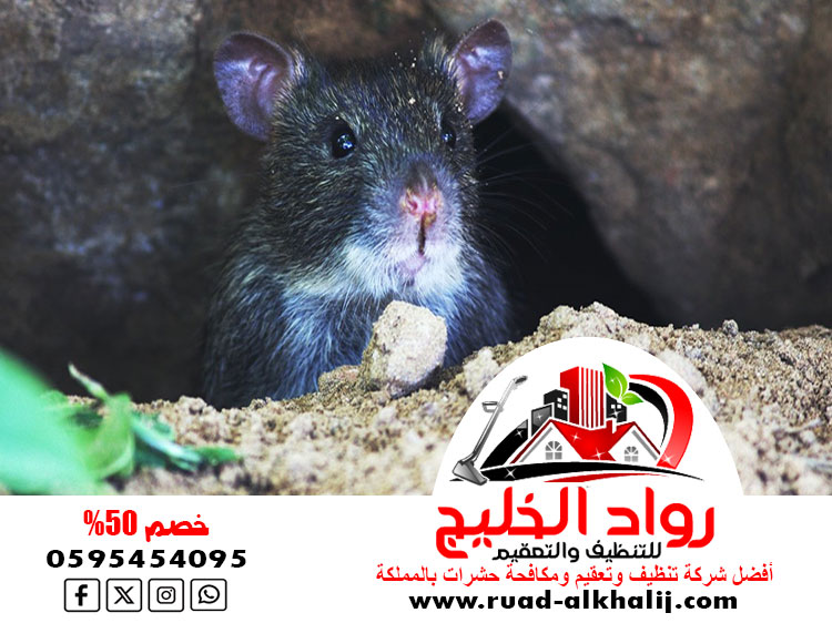 شركة مكافحة الفئران بالليث