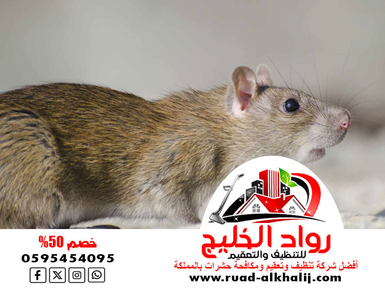 شركة مكافحة الفئران بجدة