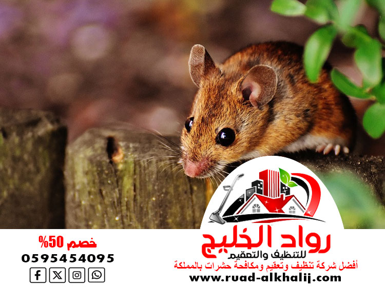 شركة مكافحة الفئران بجدة
