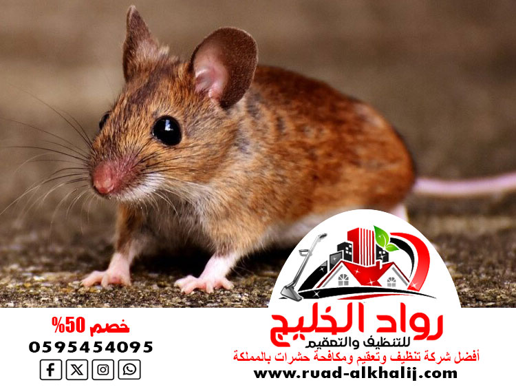 شركة مكافحة الفئران بجدة