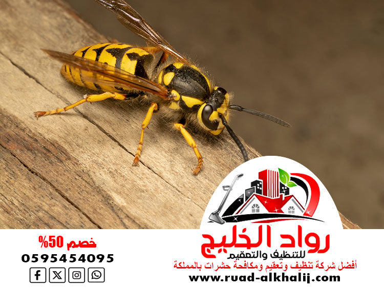 شركة مكافحة النحل بجدة