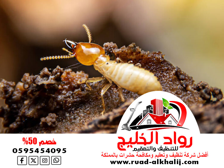 شركة مكافحة النمل الابيض بالطائف