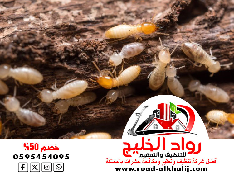 شركة مكافحة النمل الابيض بالطائف