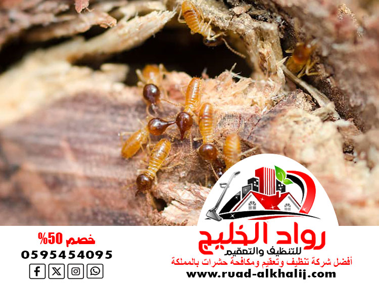 شركة مكافحة النمل الابيض بالطائف