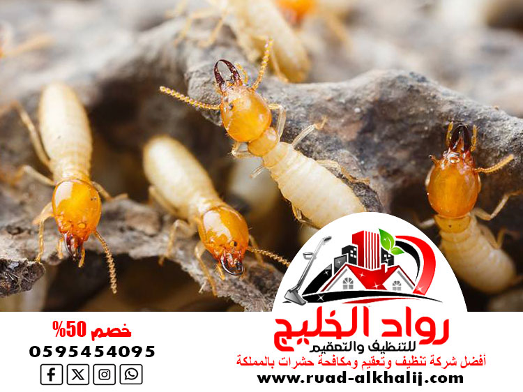 شركة مكافحة النمل الابيض بالليث