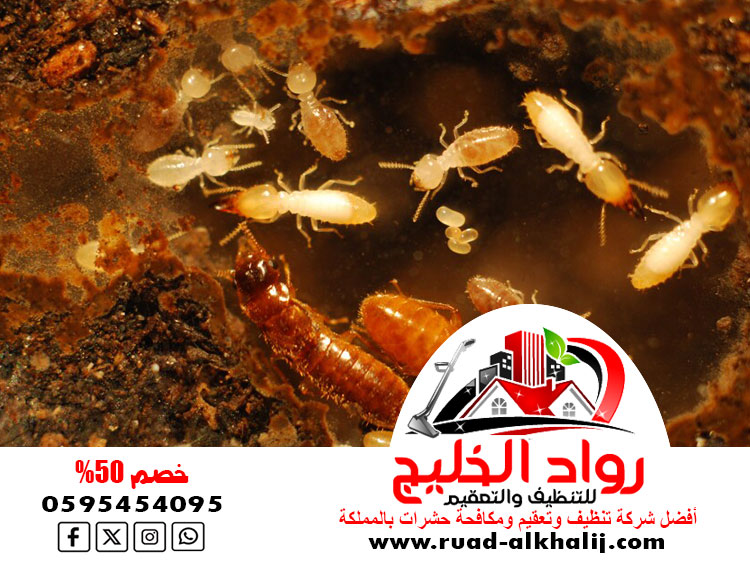 شركة مكافحة النمل الابيض بالليث
