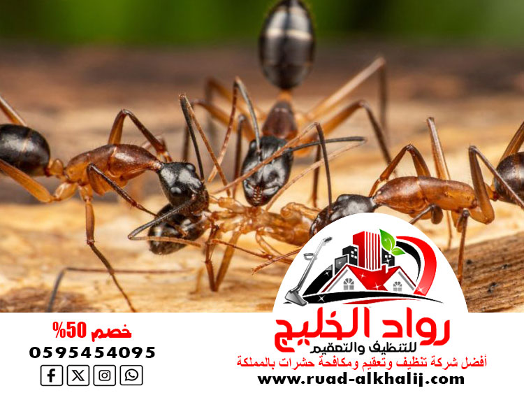 شركة مكافحة النمل بجدة