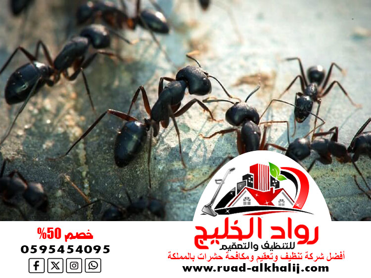 شركة مكافحة النمل بجدة