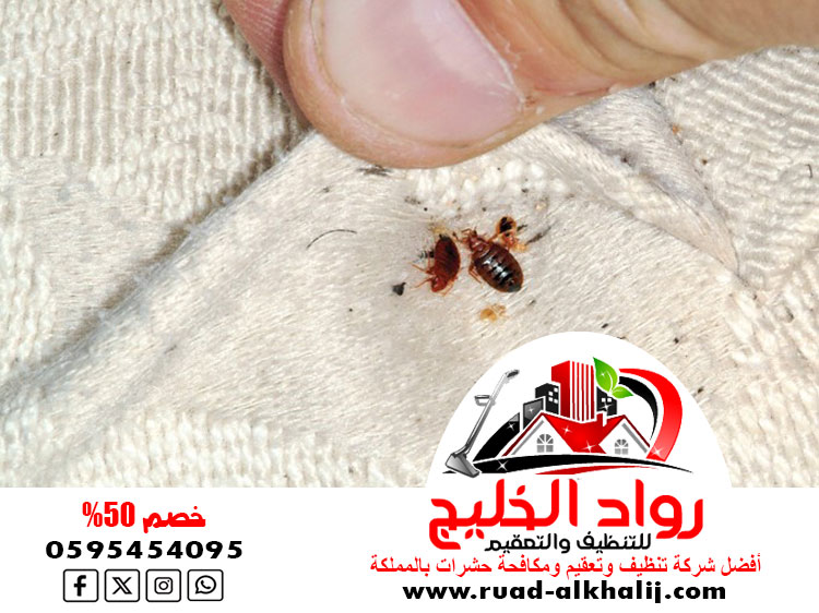 شركة مكافحة بق الفراش بجدة