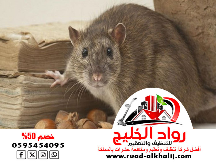 شركة مكافحة فئران برابغ