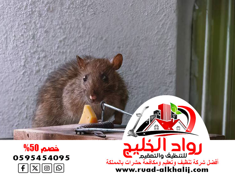 شركة مكافحة فئران برابغ