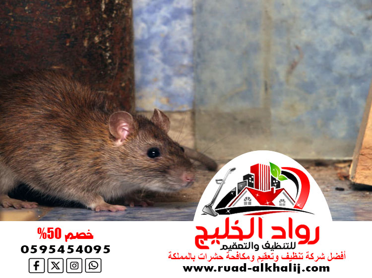 شركة مكافحة فئران برابغ