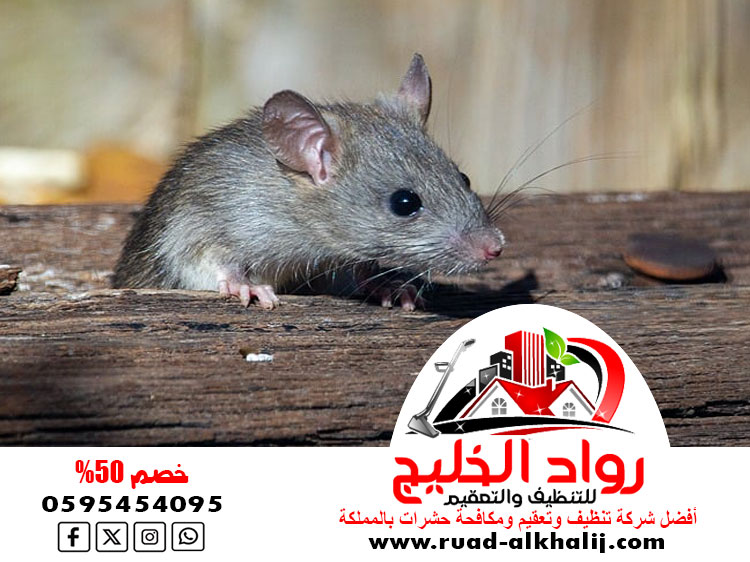 شركة مكافحة فئران بمكة