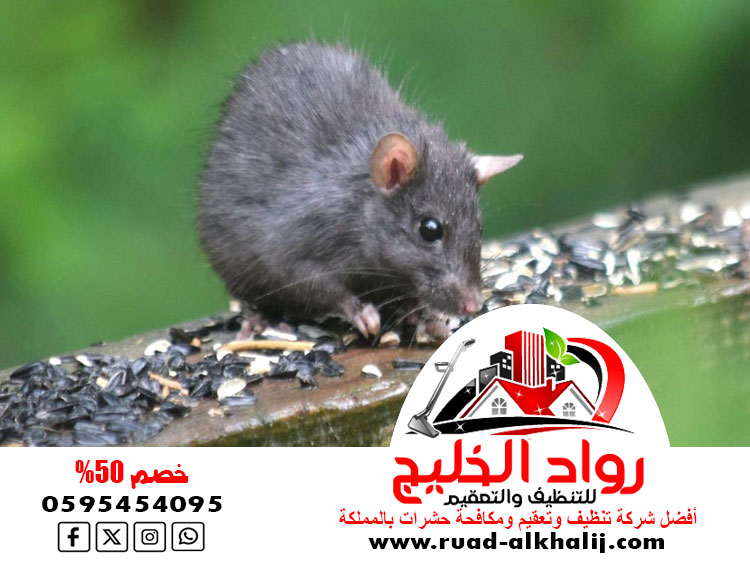 شركة مكافحة فئران بمكة