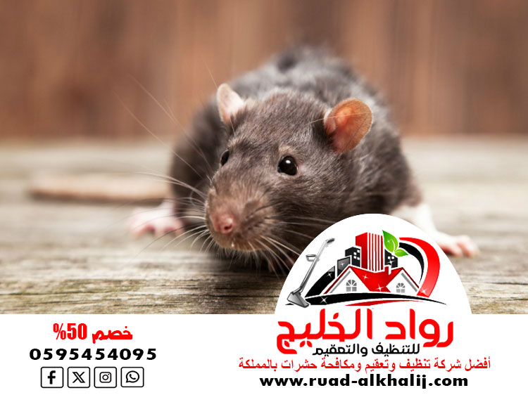 شركة مكافحة فئران بمكة