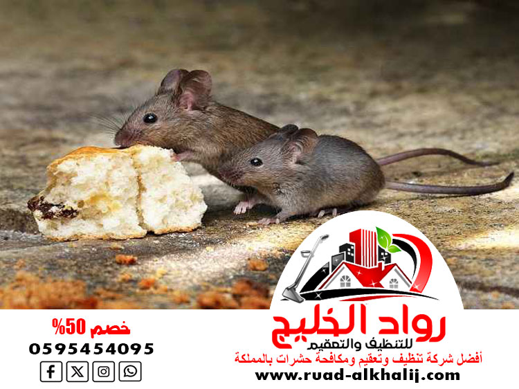شركة مكافحة فئران بمكة