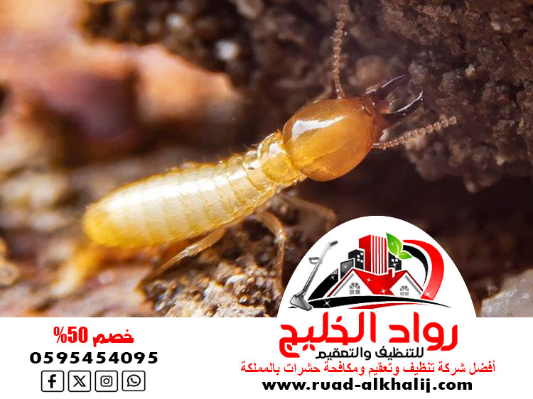 شركة مكافحه النمل الابيض بجدة