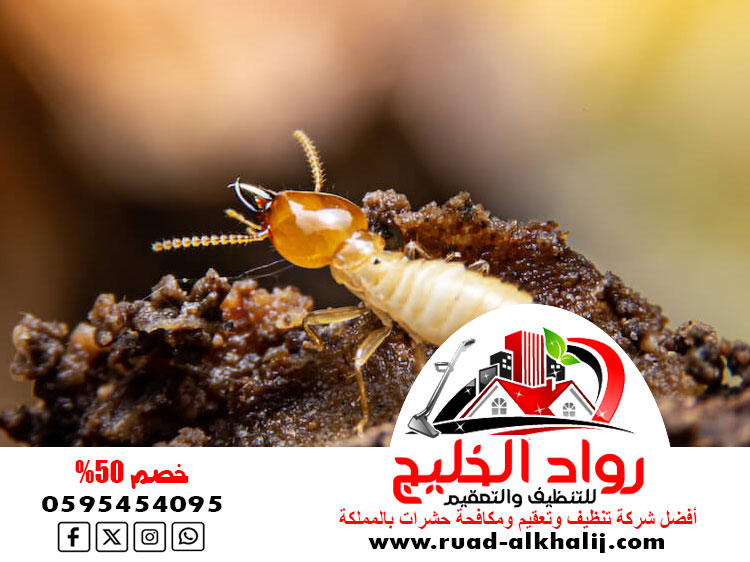 شركة مكافحه النمل الابيض بجدة