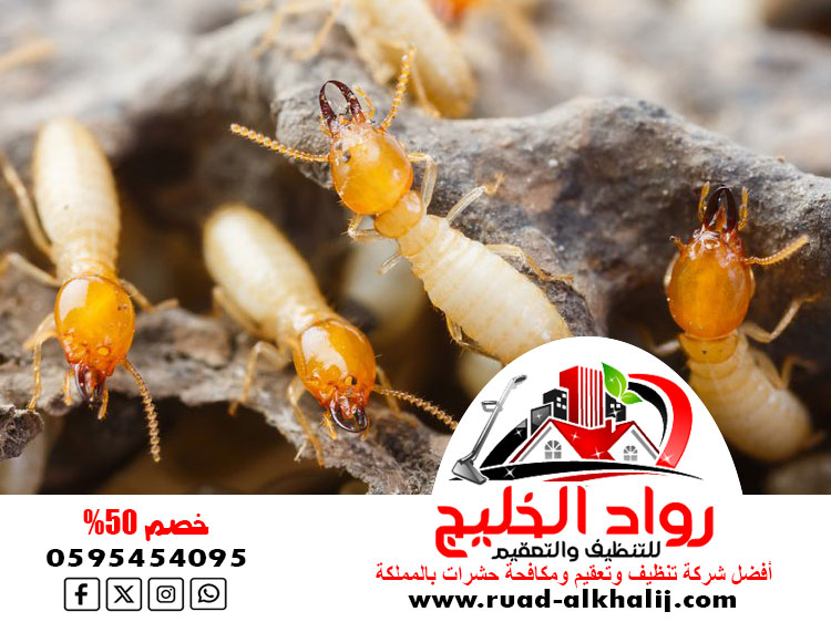 شركة مكافحه النمل الابيض بجدة