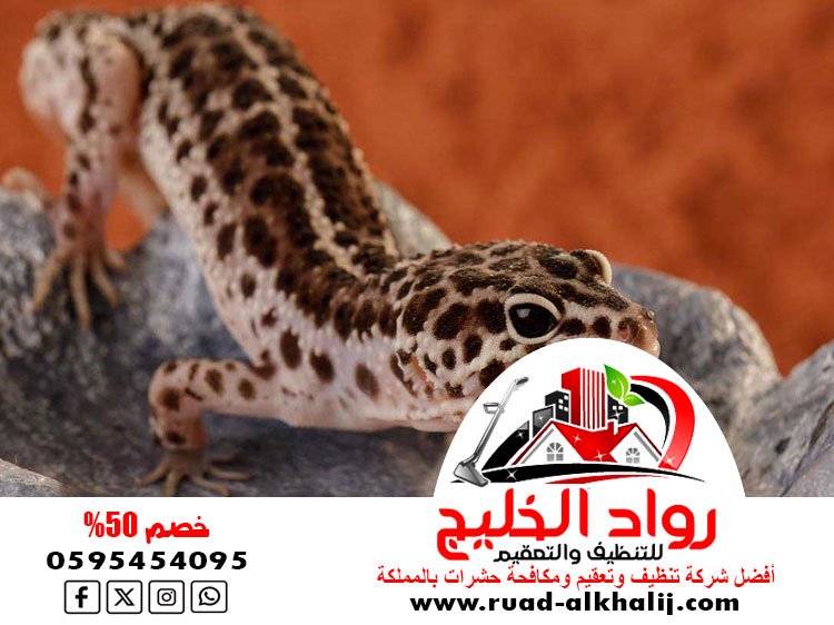 شركة مكافحه الوزغ بجدة