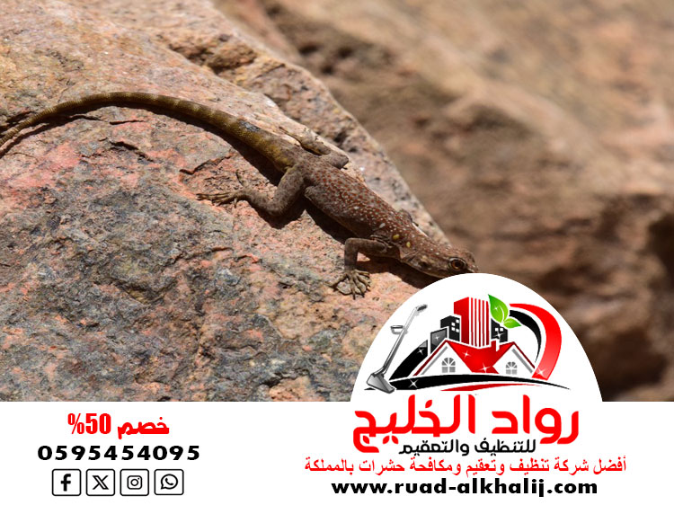 شركة مكافحه الوزغ بجدة