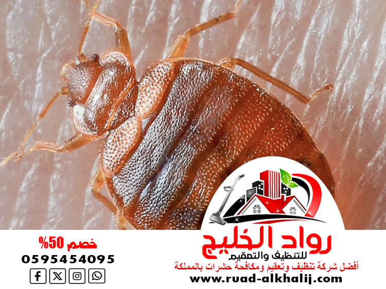 شركه رش بق بجدة