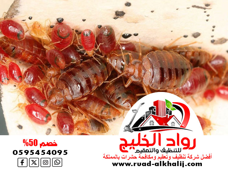 شركه رش بق بجدة