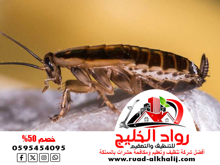 شركه رش صراصير بجدة