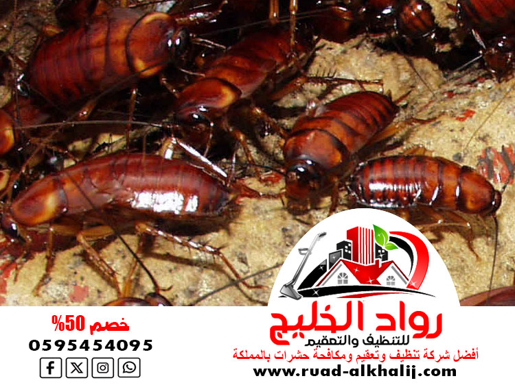 شركه رش صراصير بجدة