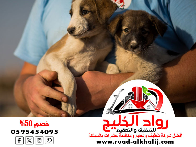 مكافحة الحيوانات الضالة القطط والكلاب الجبليه بجده