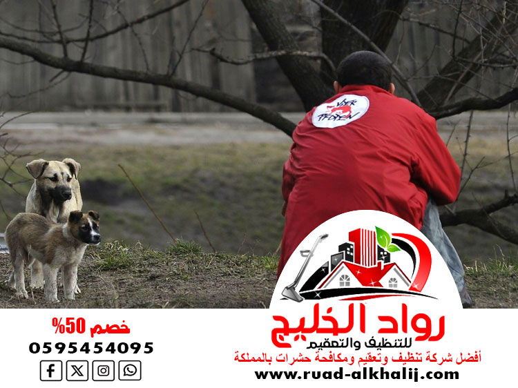 مكافحة الحيوانات الضالة القطط والكلاب الجبليه بجده