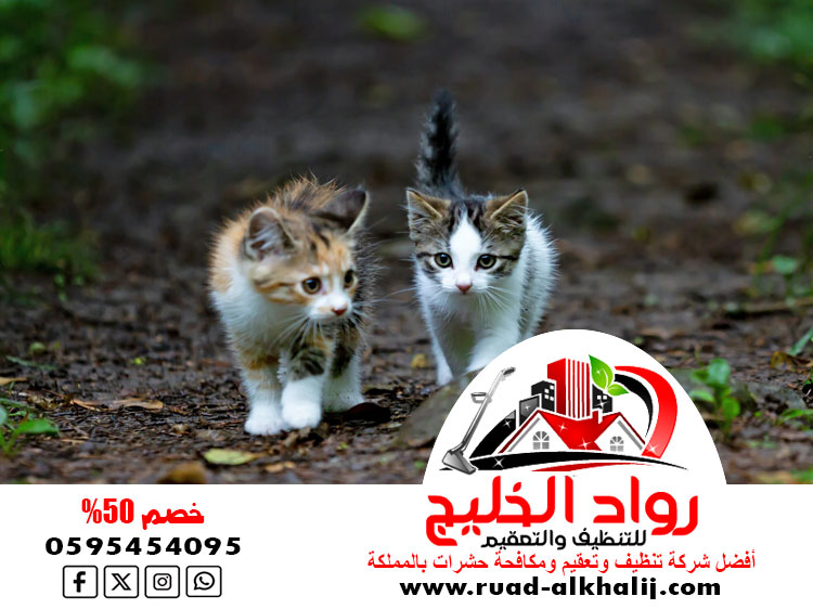 مكافحة الحيوانات الضالة القطط والكلاب الجبليه بجده