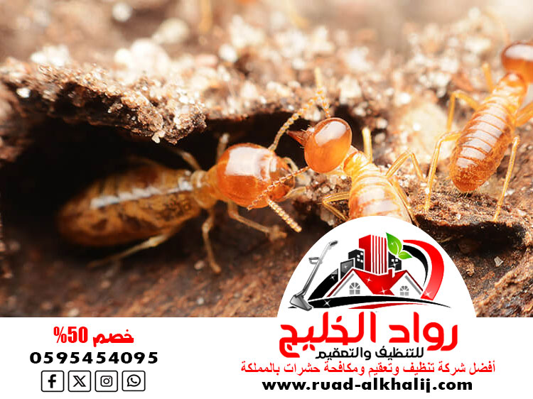 مكافحة النمل الابيض قبل البناء بجدة