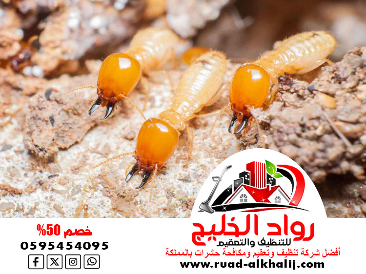 مكافحة النمل الابيض قبل البناء بجدة