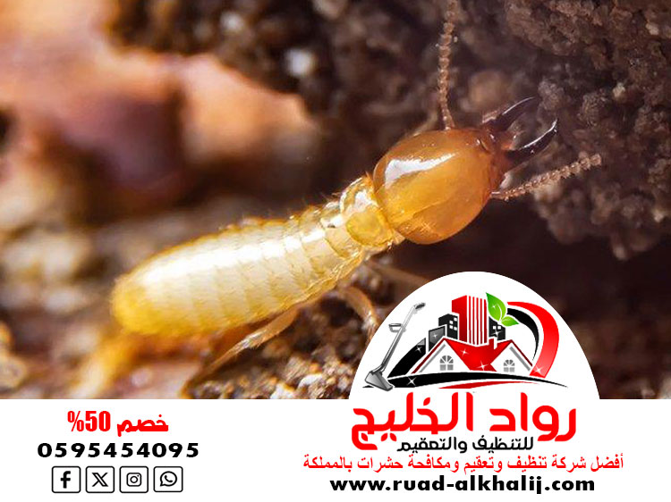 مكافحة النمل الابيض قبل البناء بجدة