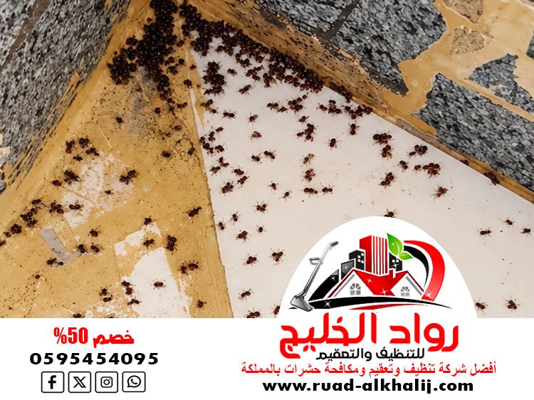 شركة مكافحة السوس بجدة