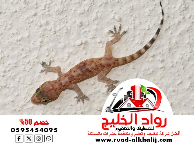 شركة مكافحه الوزغ